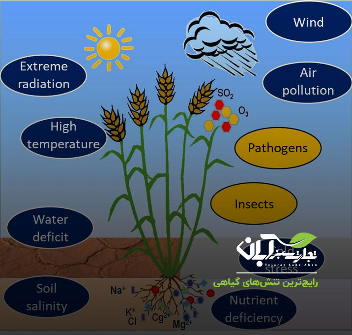 رایج‌ترین تنش‌های گیاهی
