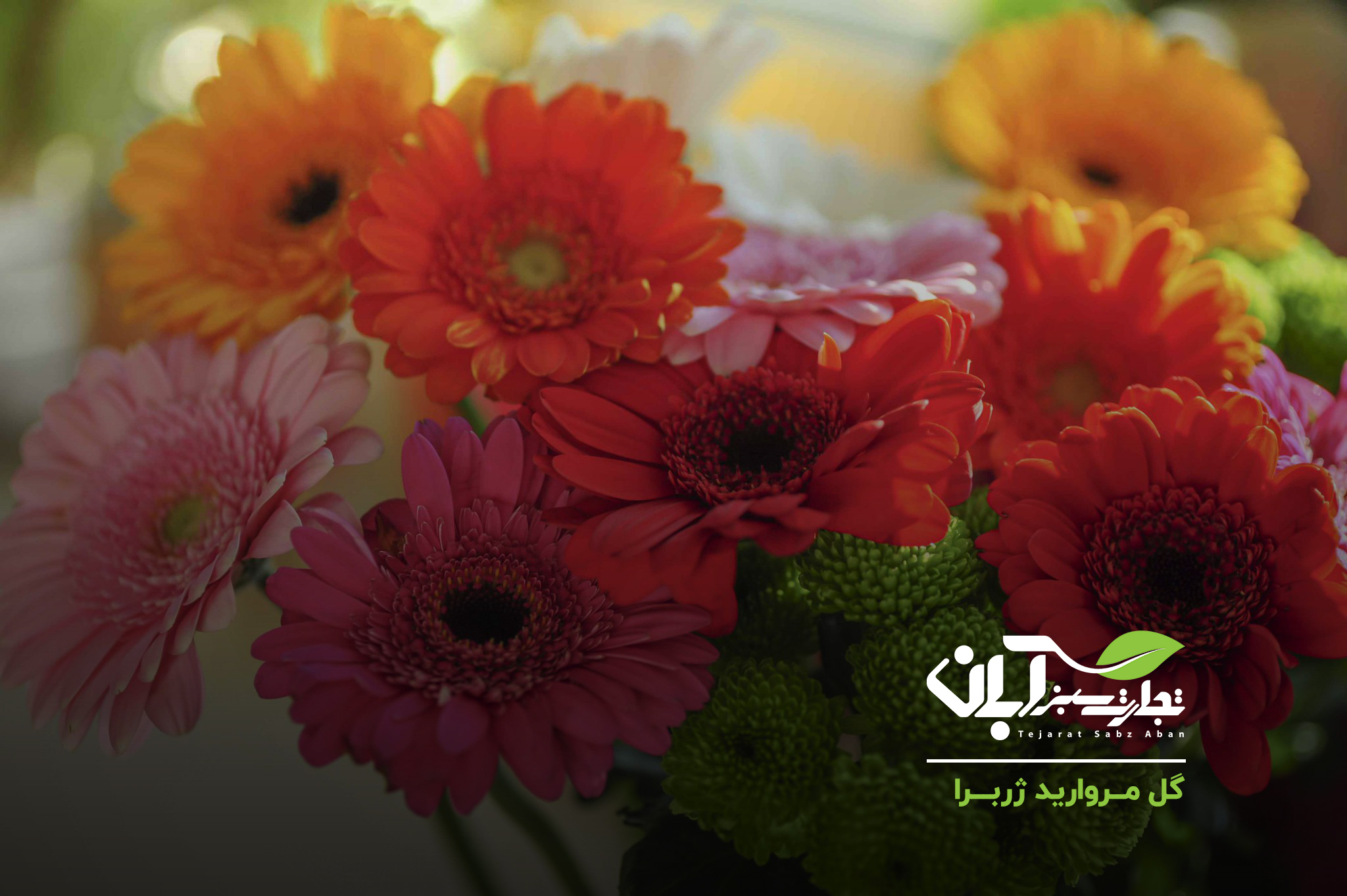 گل مروارید ژربرا