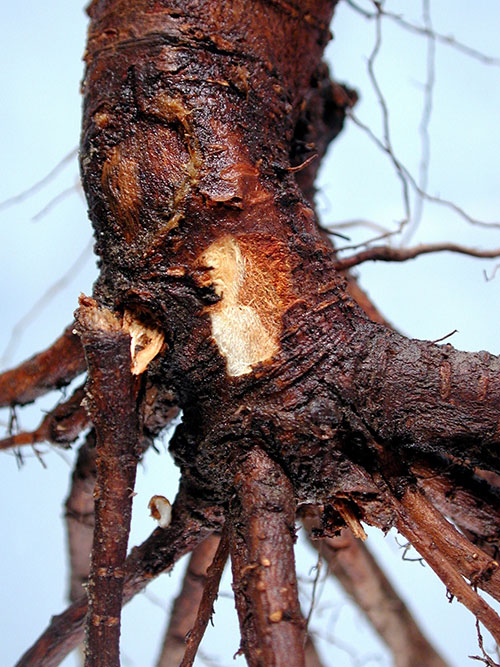 بیماری های ریشه مهم در درختان
