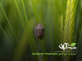مبارزه با سن گندم (Eurygaster integriceps)