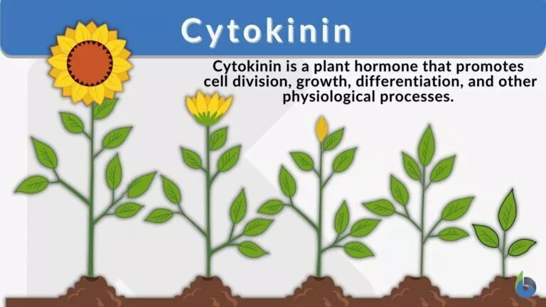 cytokinin definition and example 768x432 1